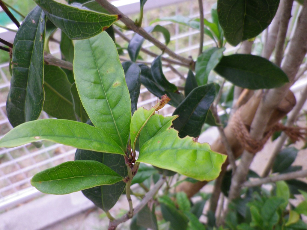 庭のキンモクセイの葉が虫食いに Coffeebeansのコーヒーブレイク